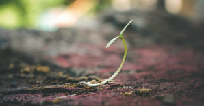 A guide to effective germination